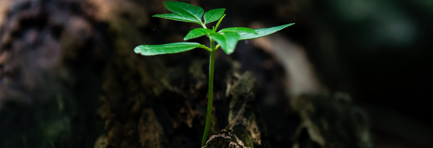 Plant sprouting out of soil